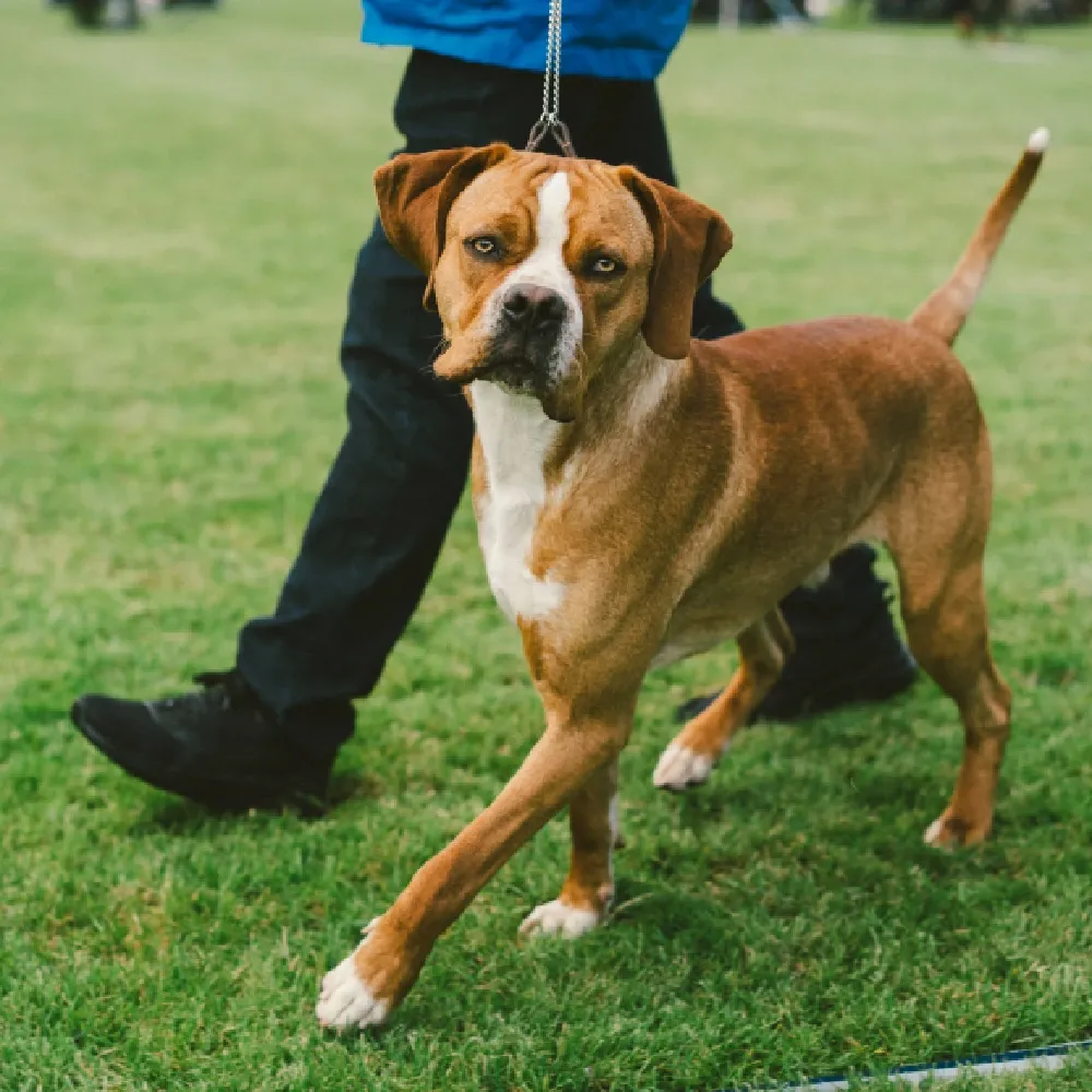 Cachorro Perdigueiro 5.webp